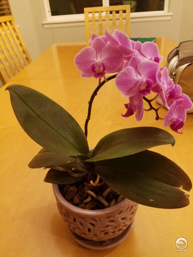 Цветущий фаленопсис