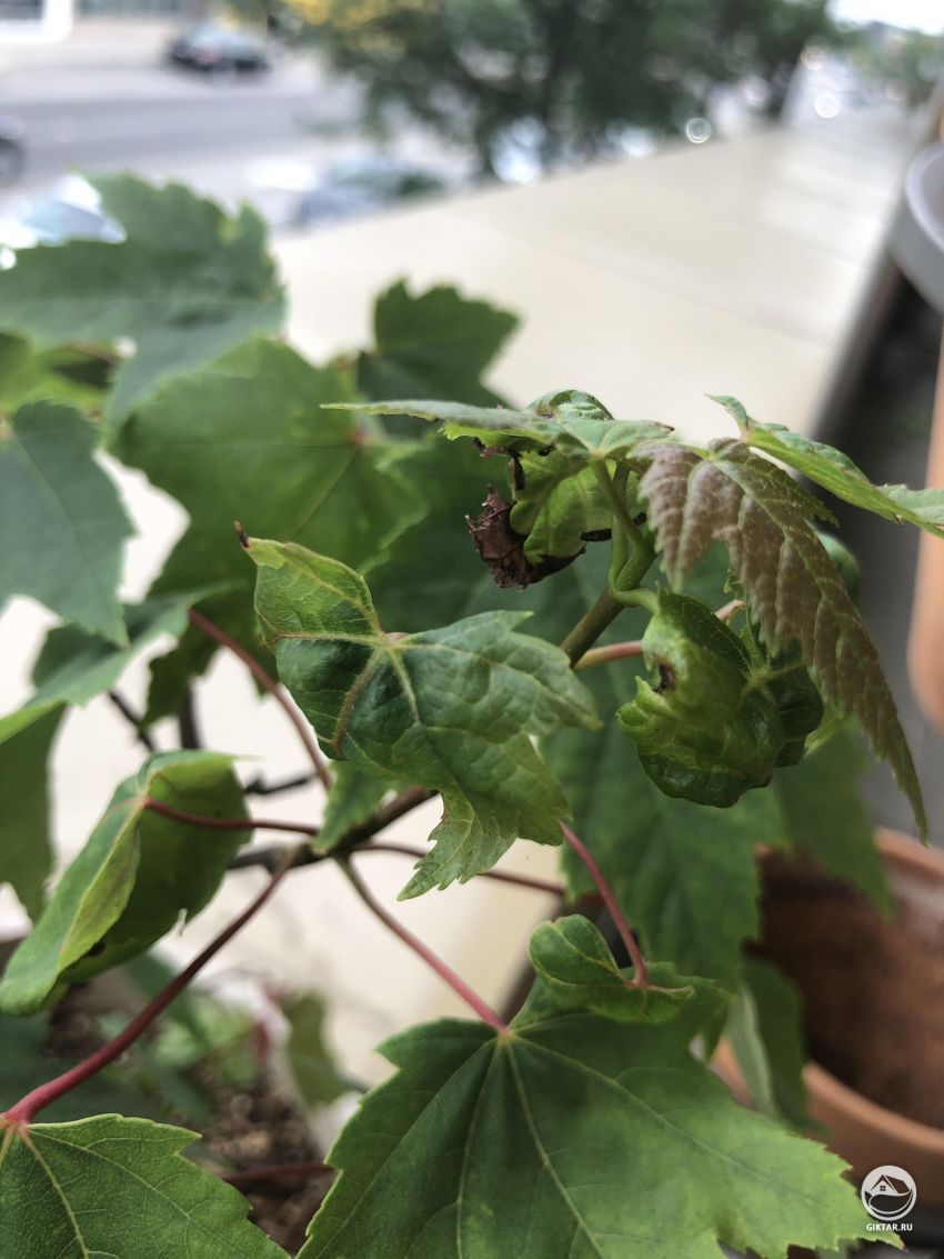 Что случилось с листьями?