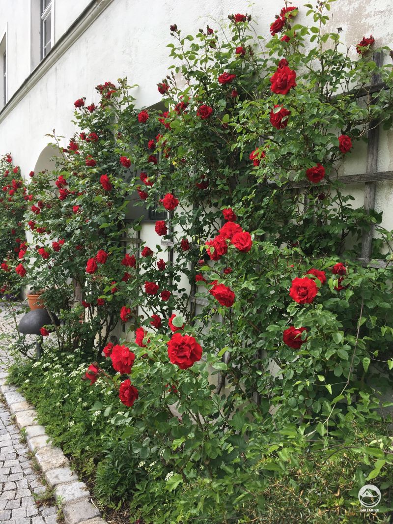 Красно-бордовые плетистые розы