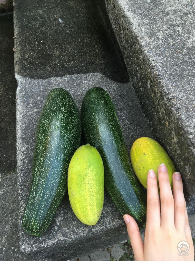 Мне нравится иметь возможность просто выйти в сад и нарвать овощей. Это мой Первый год садоводства!