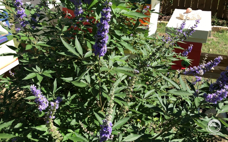 Пчелы любят витекс