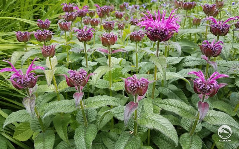 Привлекающая пчел монарда