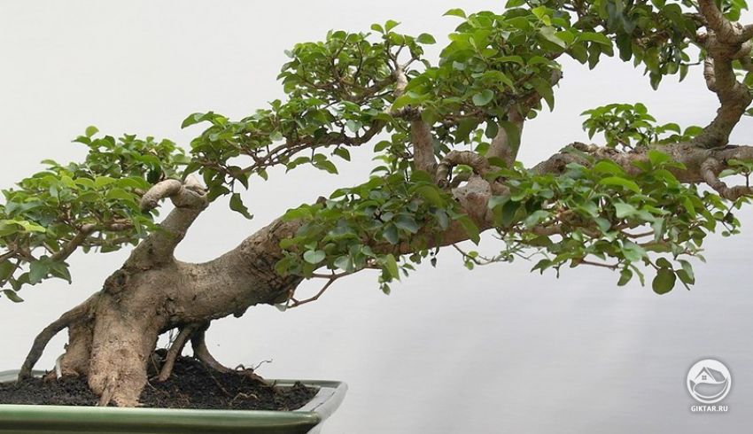 Бирючина. Бонсай. Бирючина. Бонсай.