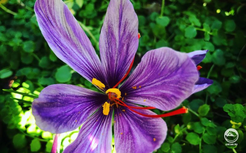 Шафрановый крокус