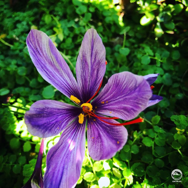 Шафрановый крокус