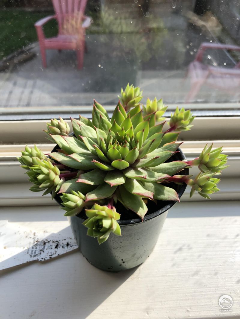 Молодило кровельное