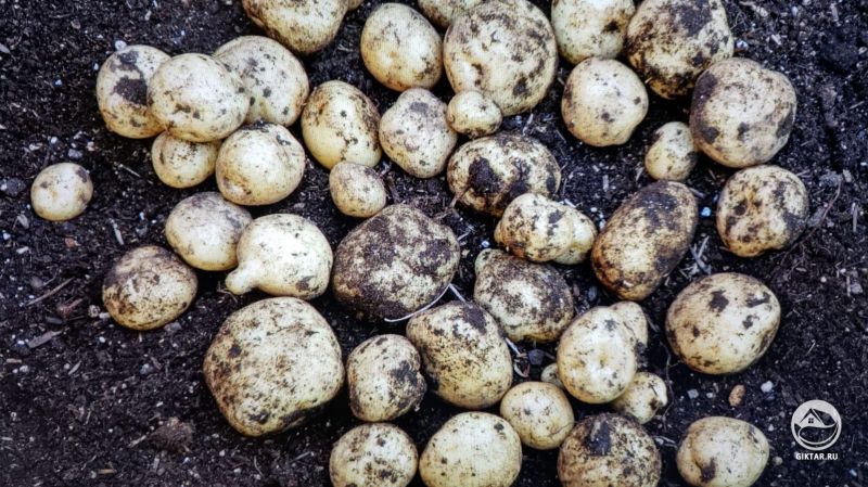 Обильный урожай картофеля из нашего огорода.