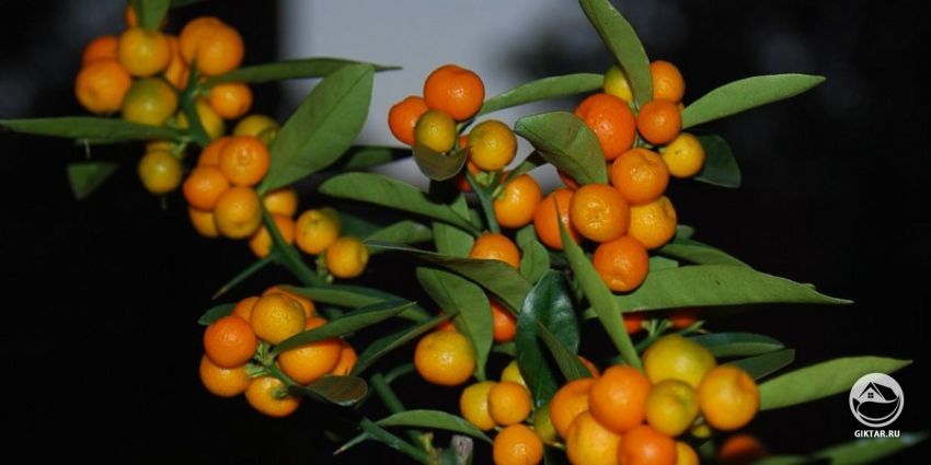 Гонконгский кумкват (Fortunella hindsii) Гонконгский кумкват (Fortunella hindsii)