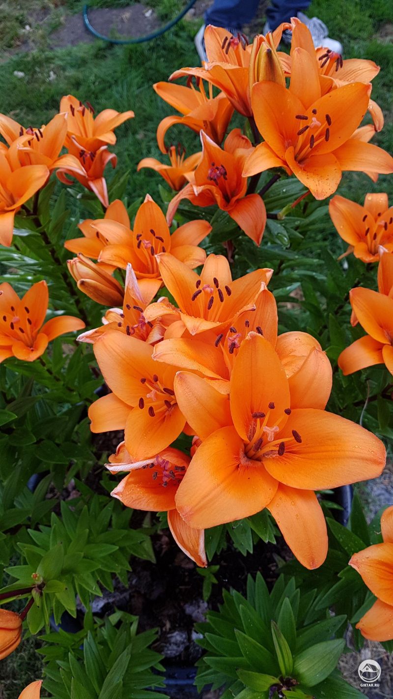 Пришел домой из отпусков, чтобы найти Мои прекрасные Лилии в поолном цвету.