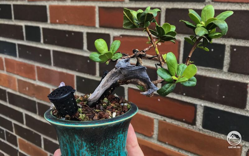 Конокарпус прямой . Маленький бонсай.