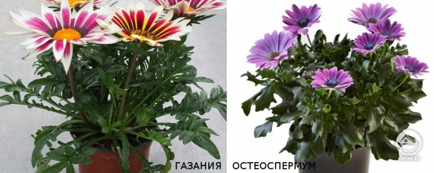 Газания и Остеоспермум: различия Газания и Остеоспермум: различия в форме розетки