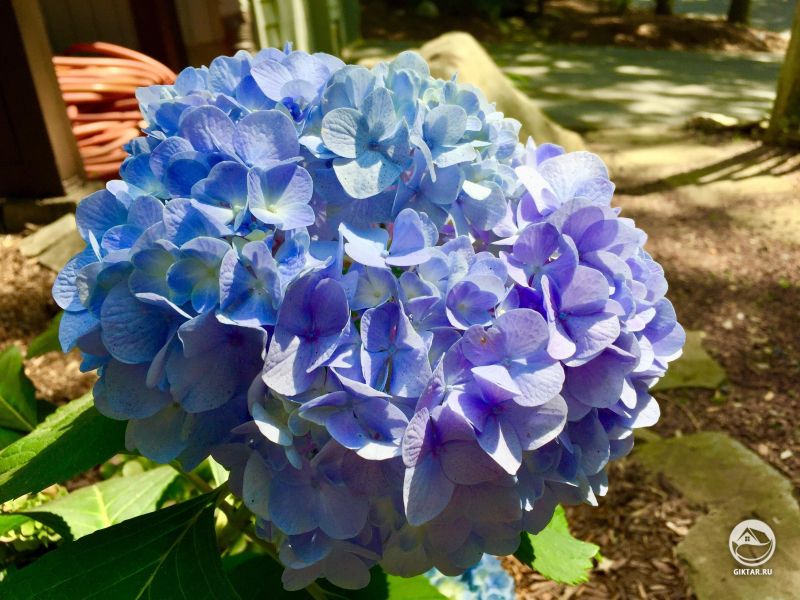 Цветочный шар гортензии