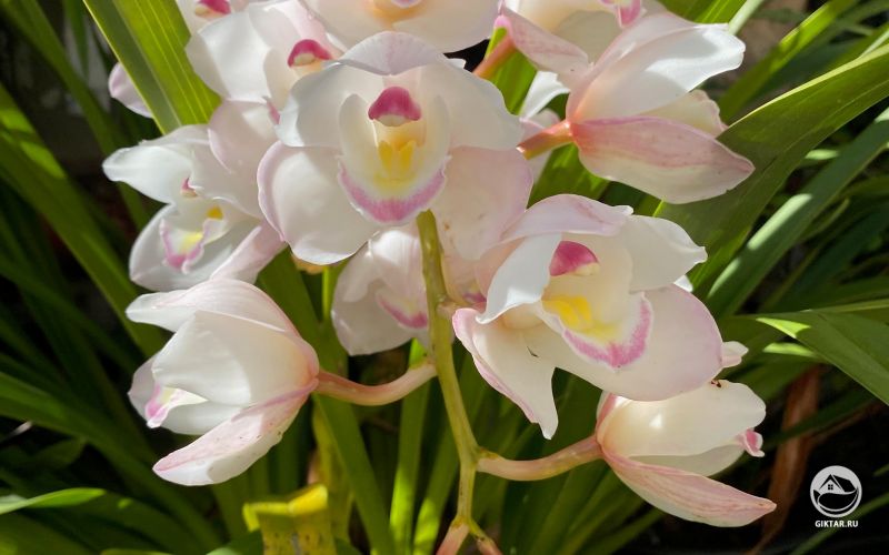 Цветущая орхидея цимбидиум