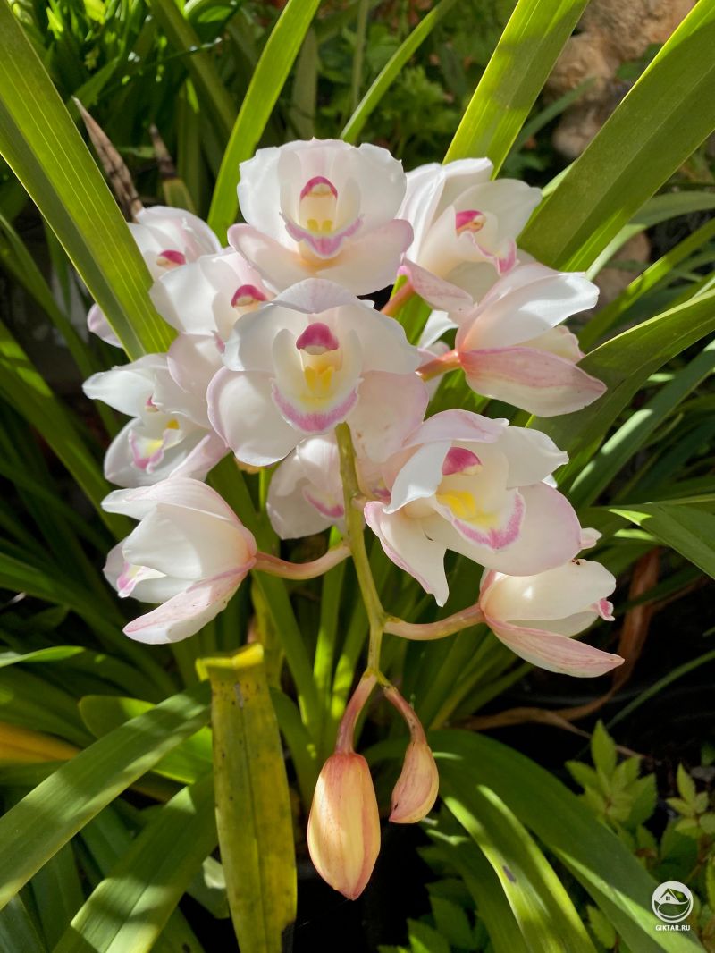 Цветущая орхидея цимбидиум