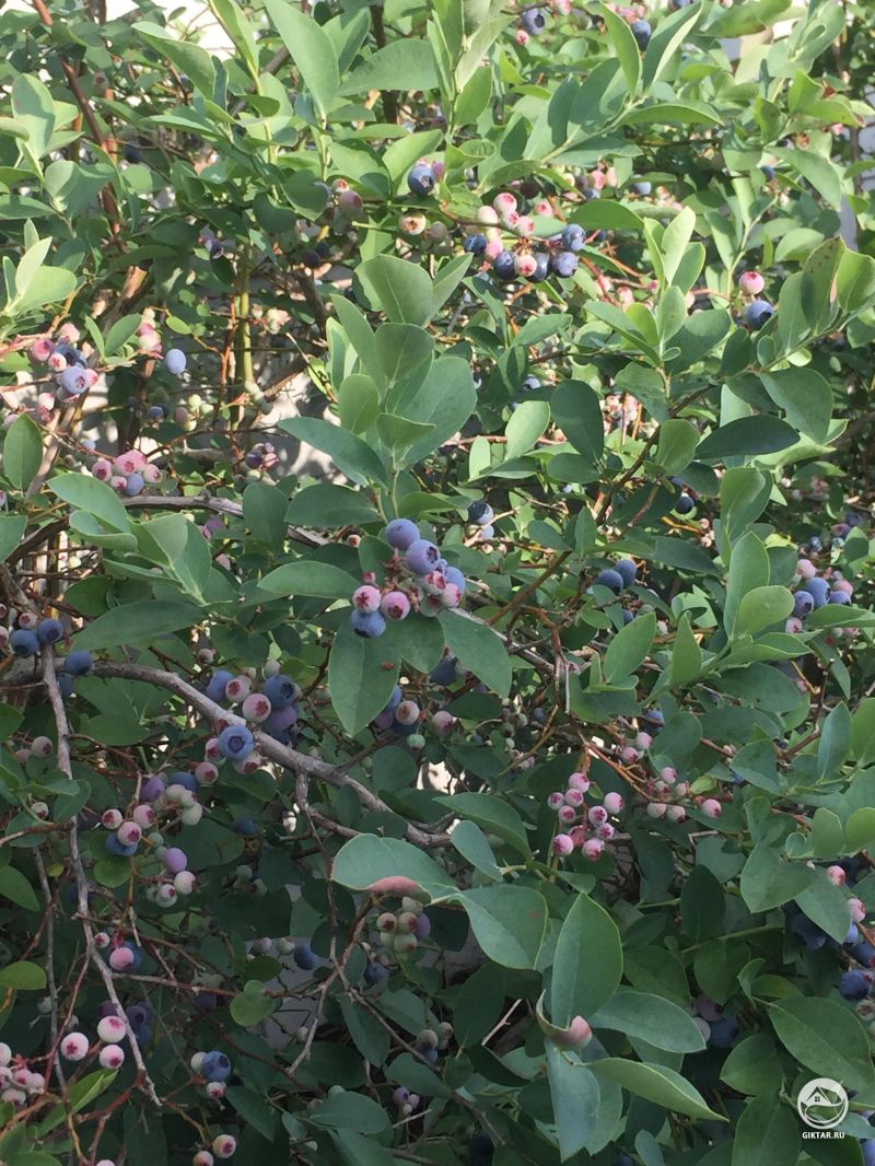 Куст голубики старается изо всех сил.