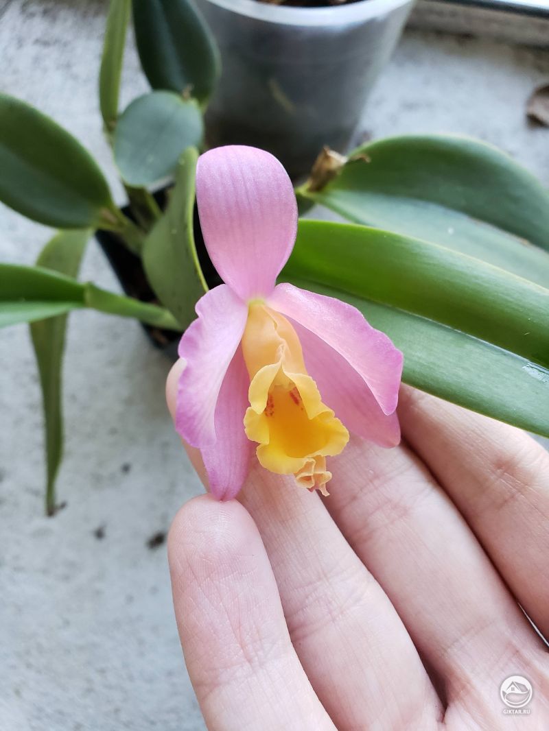 Цветущая каттлея