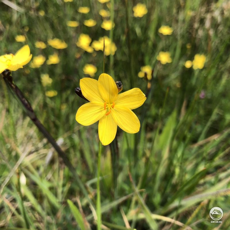 Декоративные цветы