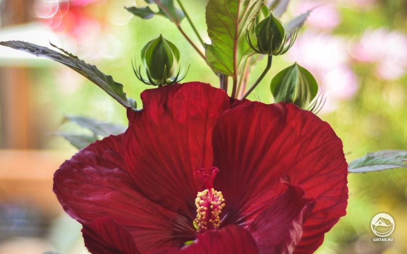 Бордовый цветок гибискуса