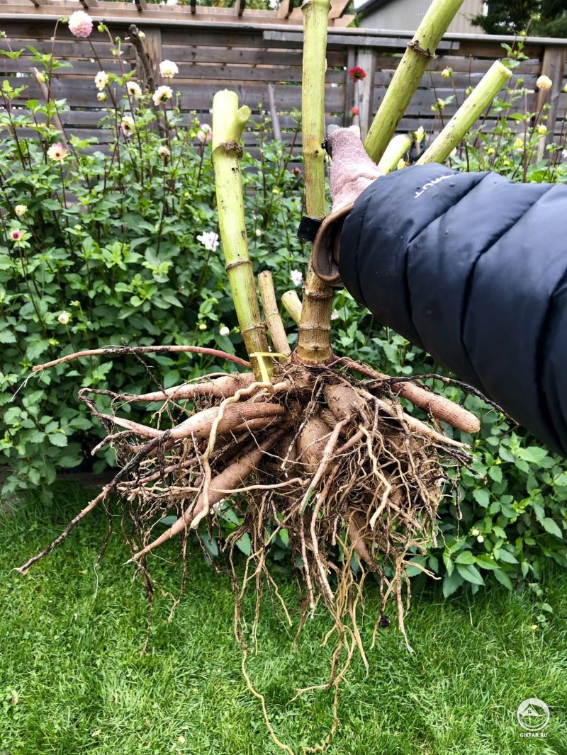 Время выкапывать георгины