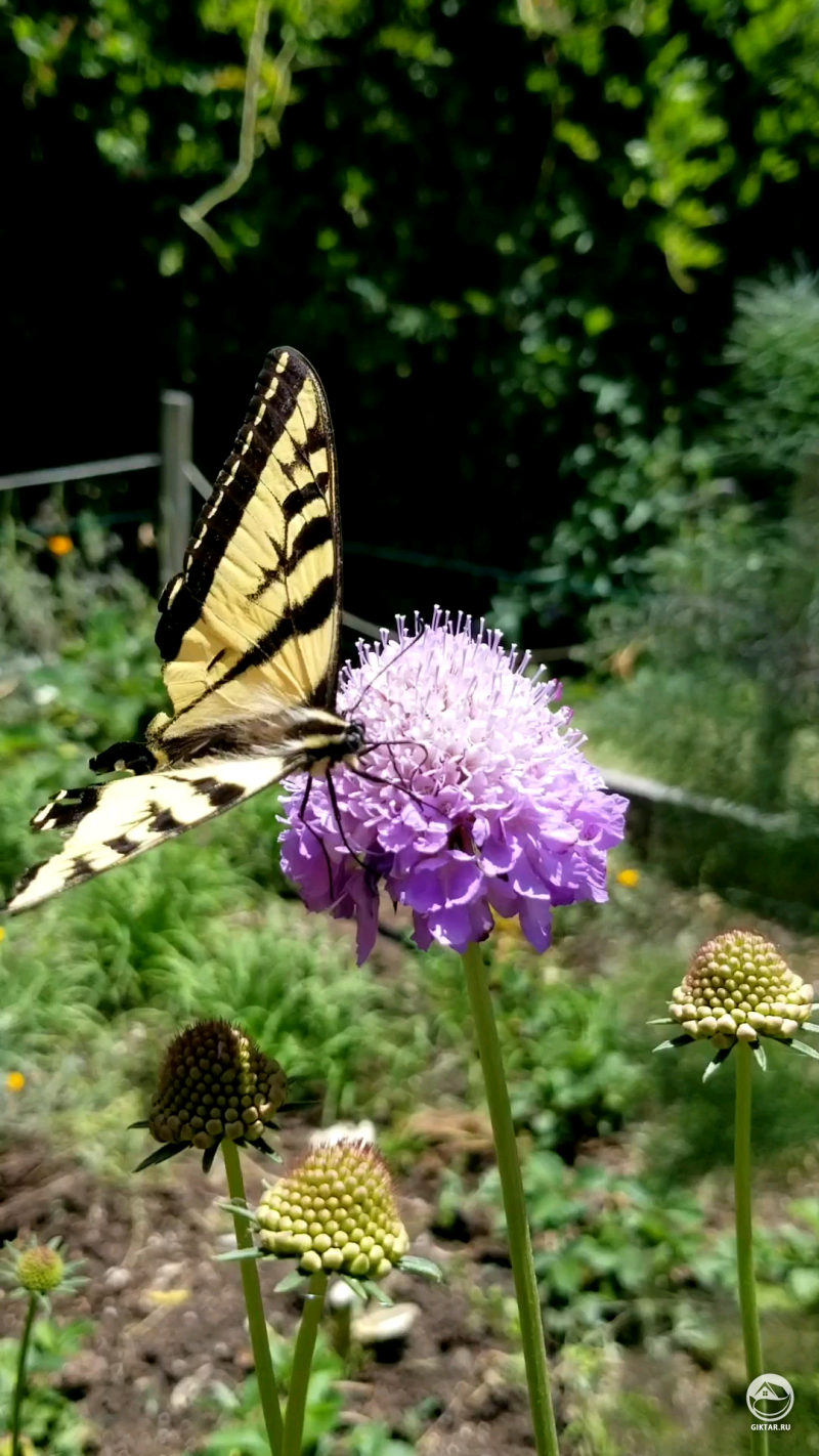 Я прикладывают много усилий для привлечения опылителей, и вот ... Западный Махаон на скабиозе