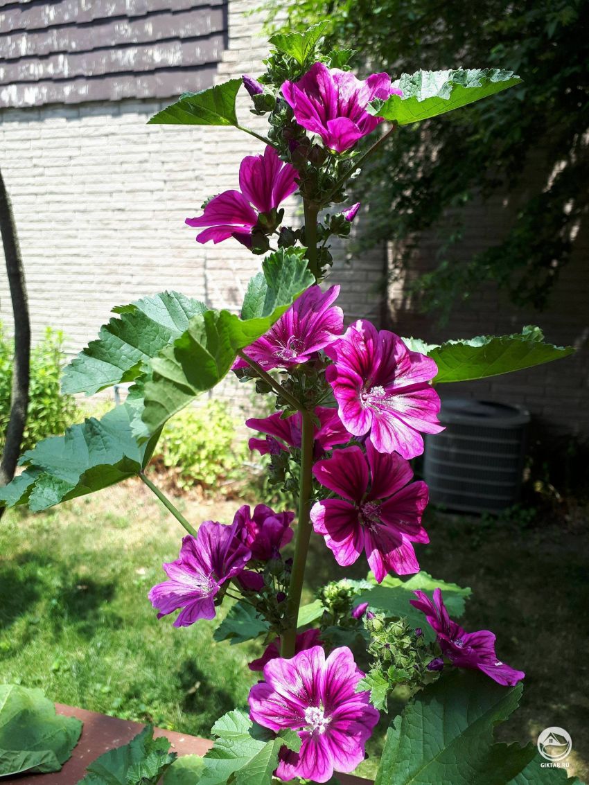 Пожалуйста, помогите мне опознать этот цветок?