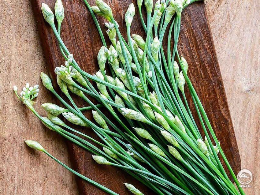 Лук ветвистый (джусай) Лук ветвистый (джусай)