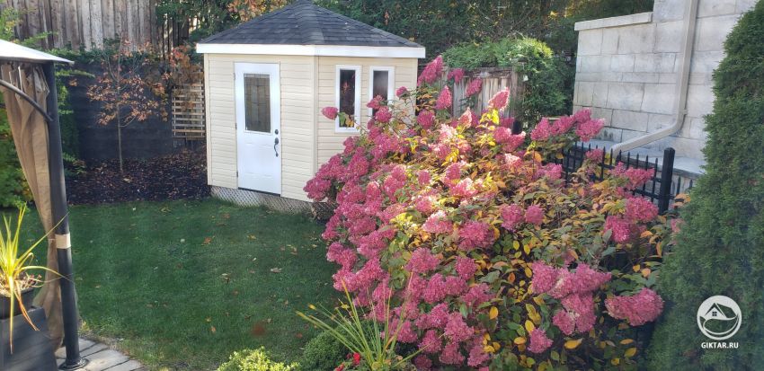 Как мне обрезать эту гортензию перед зимой?