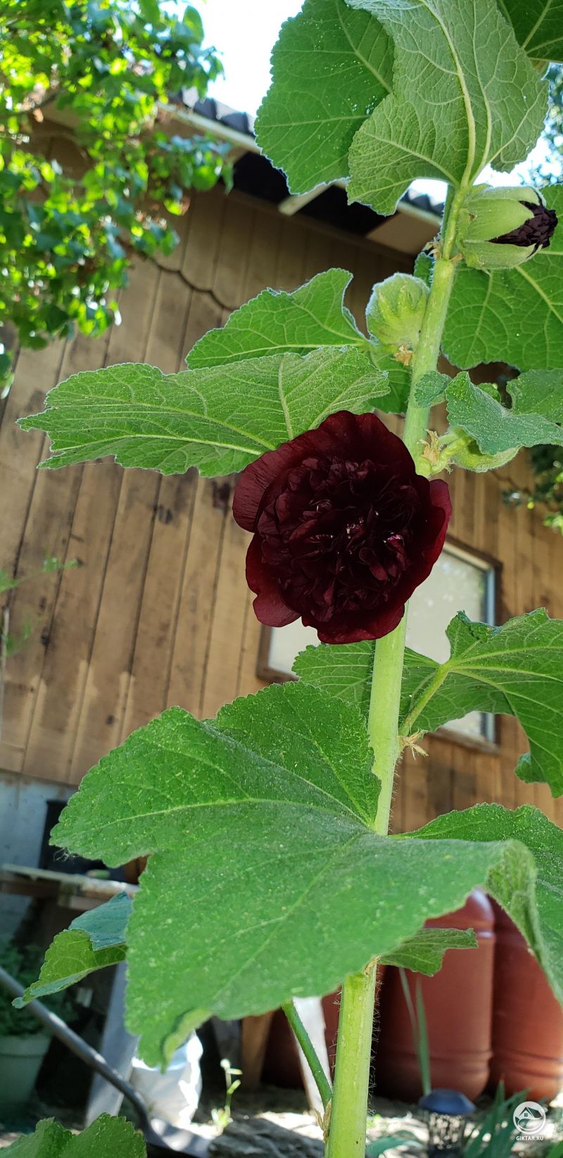 Темно-бордовая махровая мальва