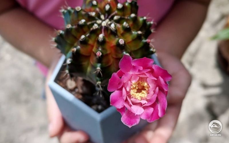 Мой первый цветок кактуса