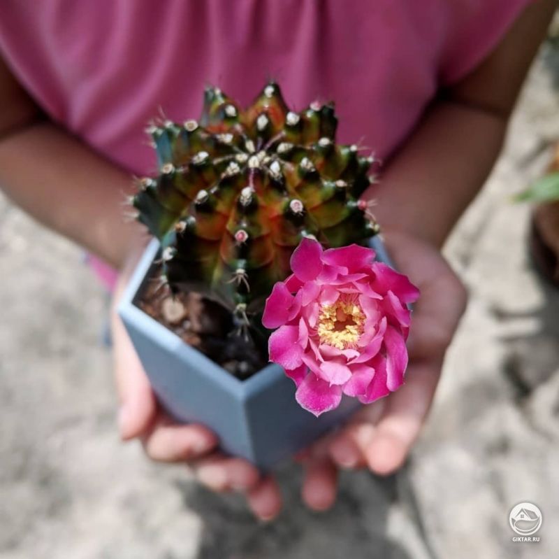 Мой первый цветок кактуса