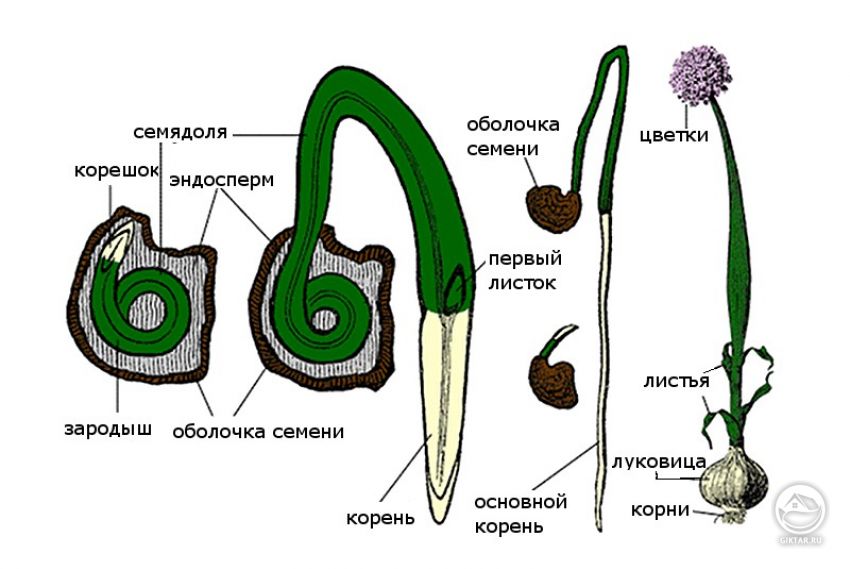 строение семени репчатого лука строение семени репчатого лука