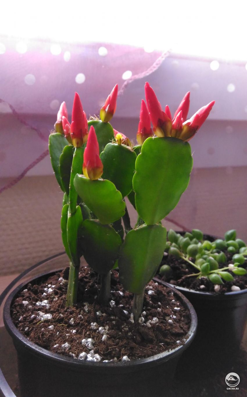 Нюансы выращивания декабриста