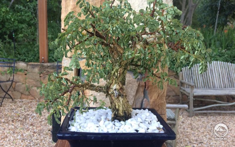 Моя Акация бонсай.