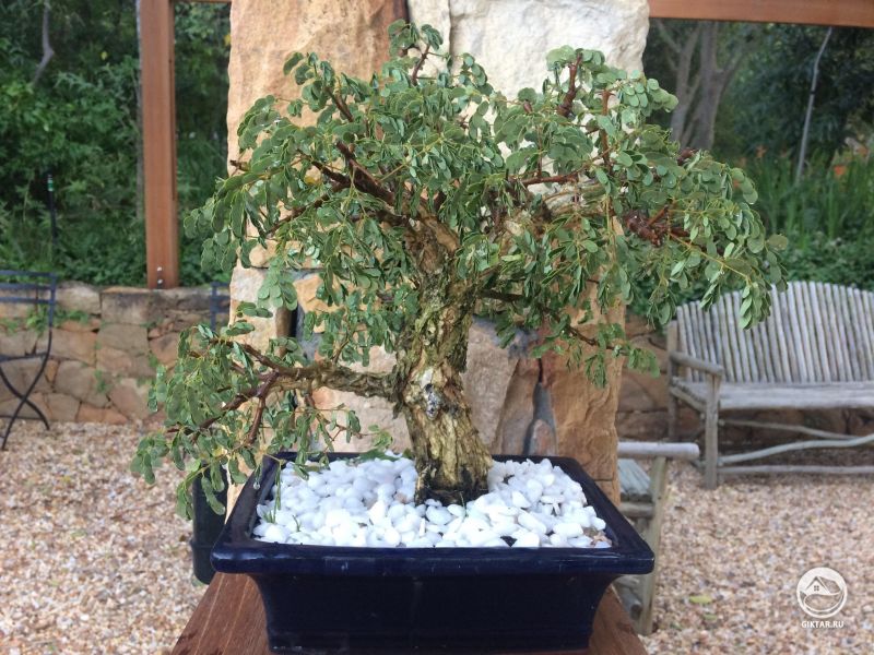 Моя Акация бонсай.