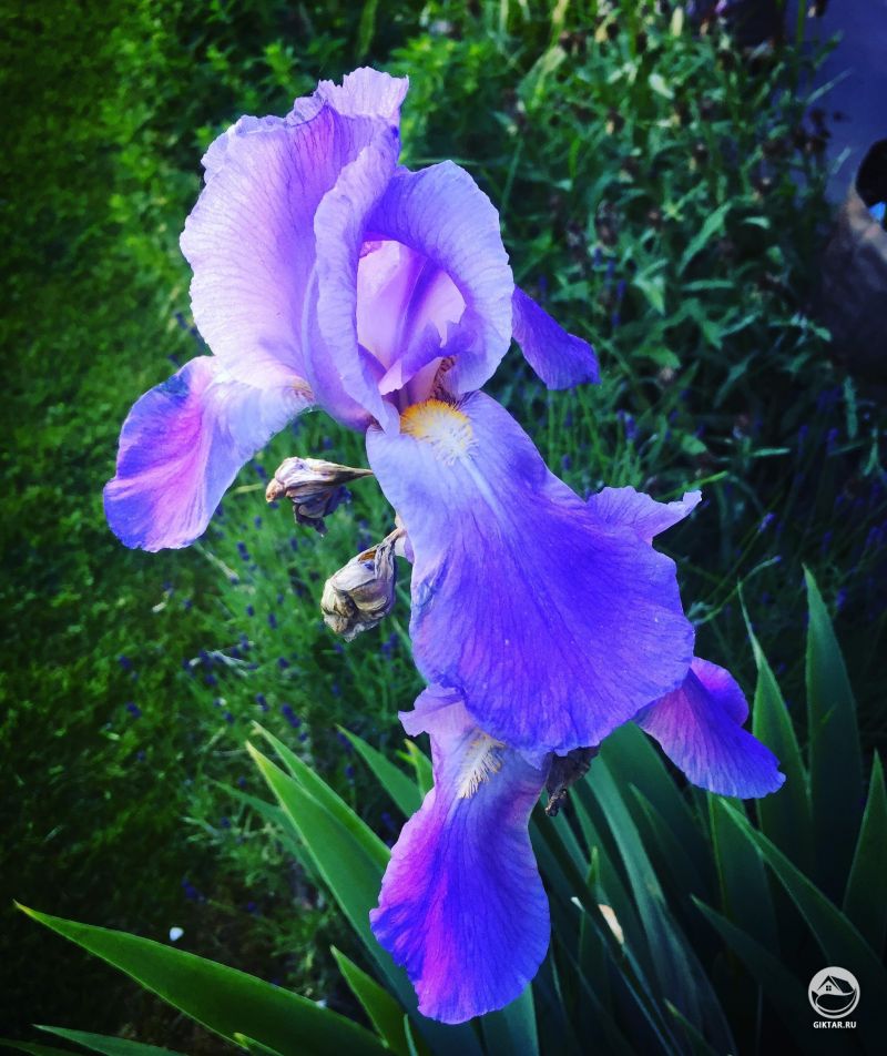 Ирис.