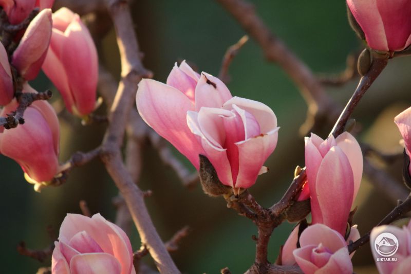 Цветущая Магнолия.