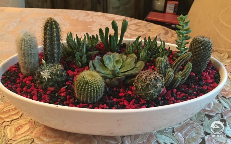 Наконец получилось сделать свой дзен-сад для работы.