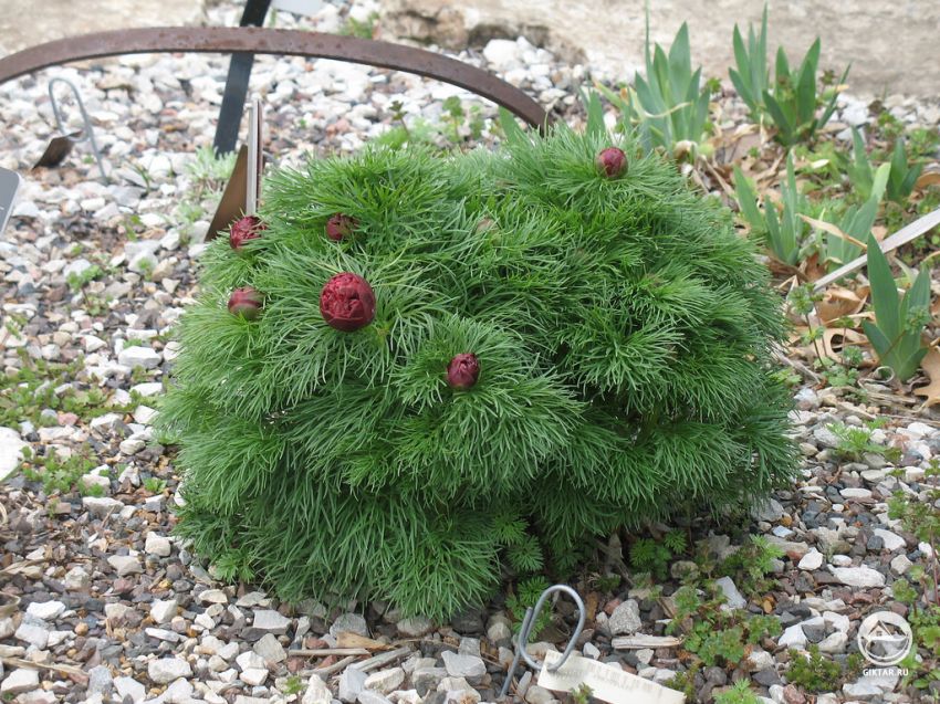 Пион узколистный (Paeonia tenuifolia)