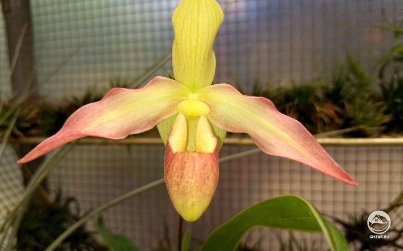 Фрагмипедиум Эрик Янг, желтый