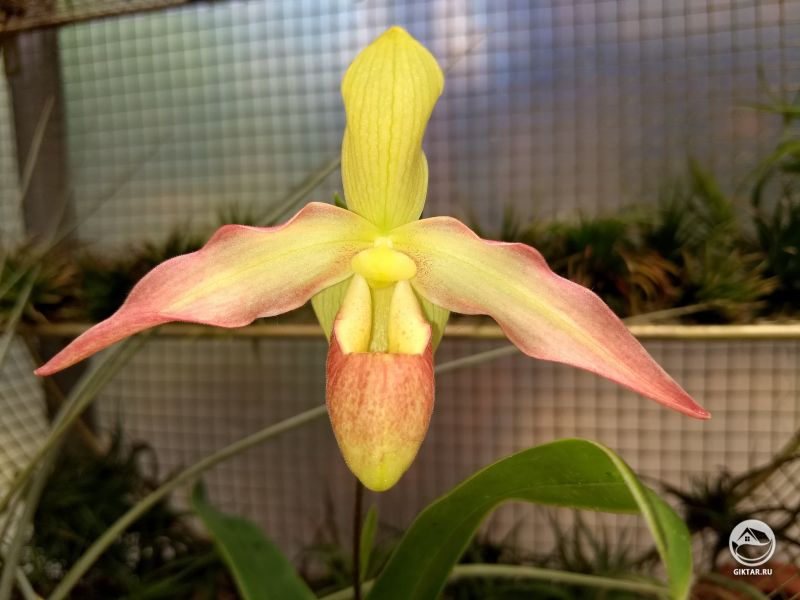 Фрагмипедиум Эрик Янг, желтый