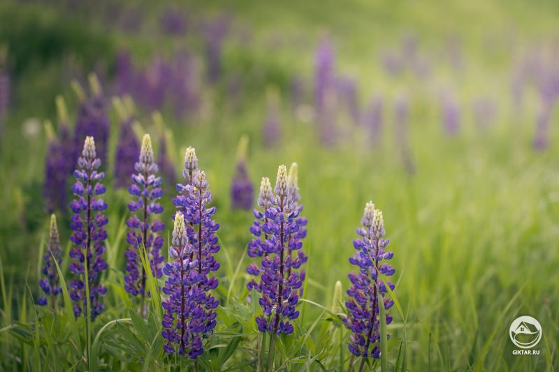 Эти люпины растут у нас вдоль дороги.