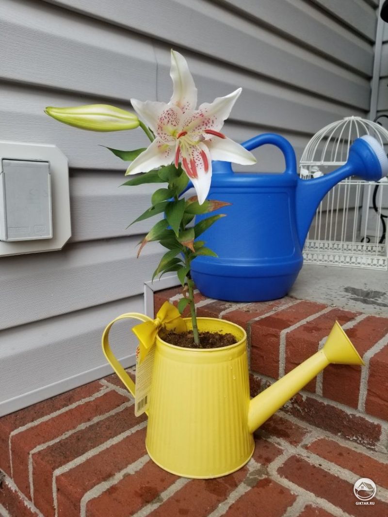 Моя прекрасная Восточная Лилия