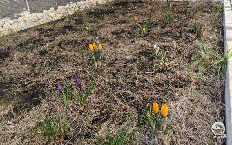 Крокусы проснулись после зимы