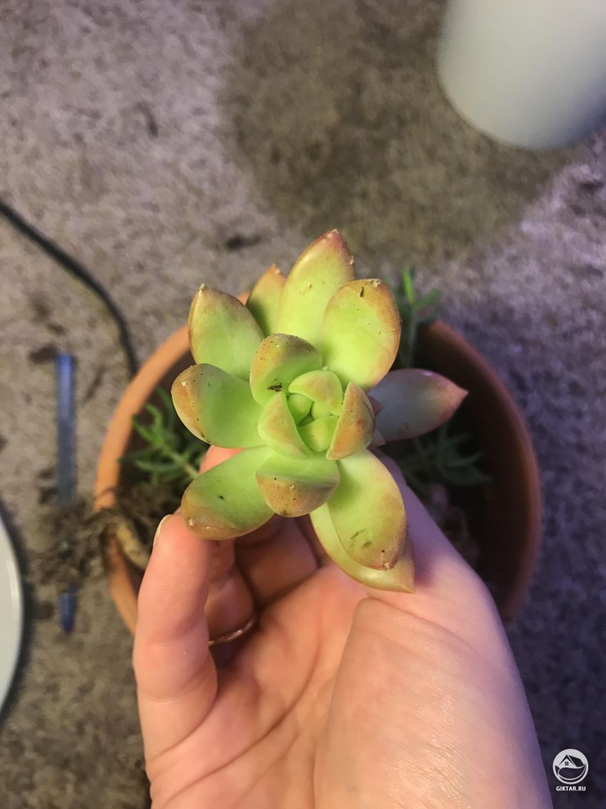 Может кто-то опознать это для меня?