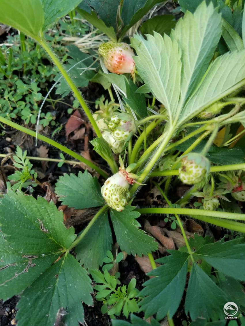 Помогите! Что случилось с моей клубникой?