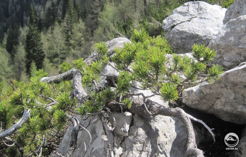 Что такое Ямадори?