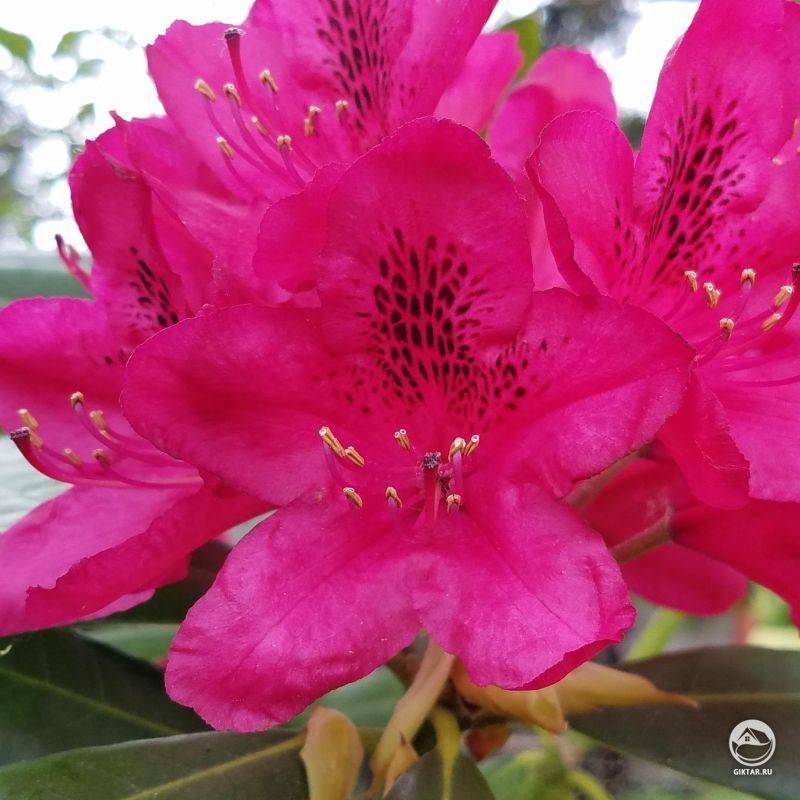 Рододендрон в цвету