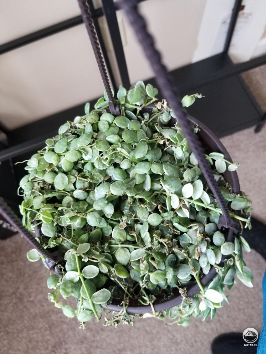 Что случилось с моим растением?