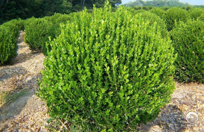 куст самшита Куст самшита, сформированный в виде шара