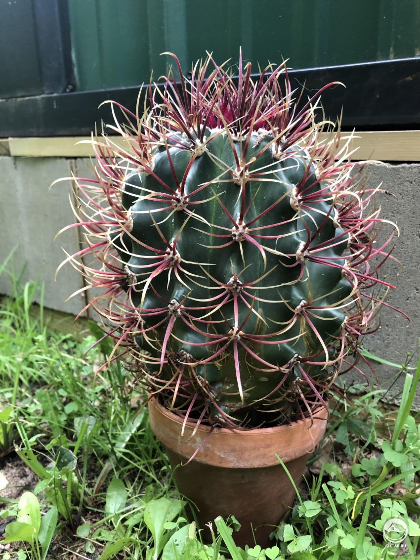 Как называется этот кактус?